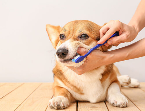 The Complete Guide to Canine & Feline Dental Health