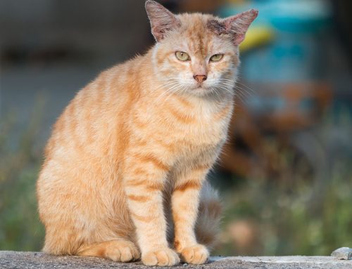 Enhancing Your Cat’s Life: The Importance of Indoor Environmental Enrichment
