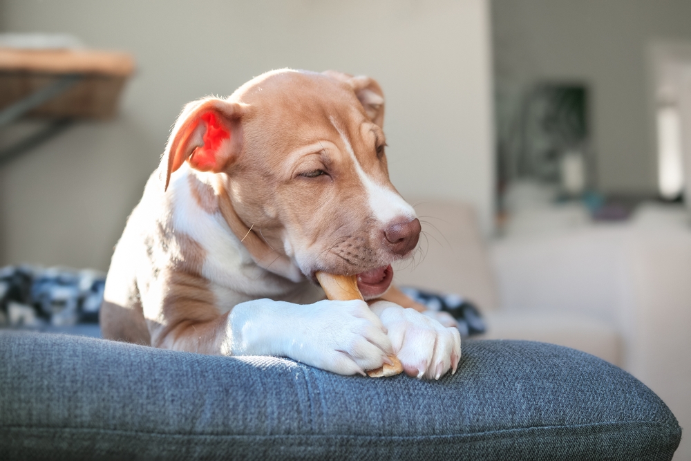 Dog chewing a stick