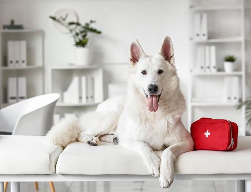 Basic Pet First Aid: What Every Pet Owner Should Know