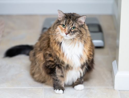 How to Tell If Your Cat Is Overweight (and Why It Matters)