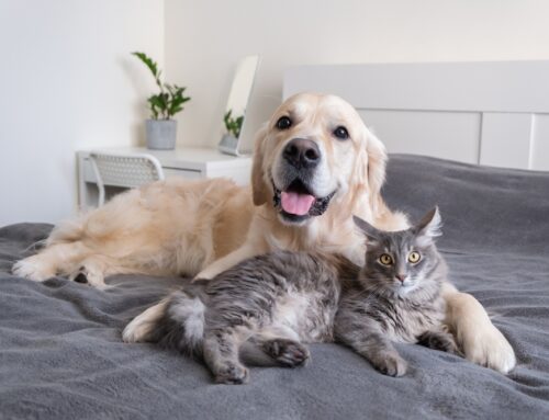 Debunked Pet Care Myths