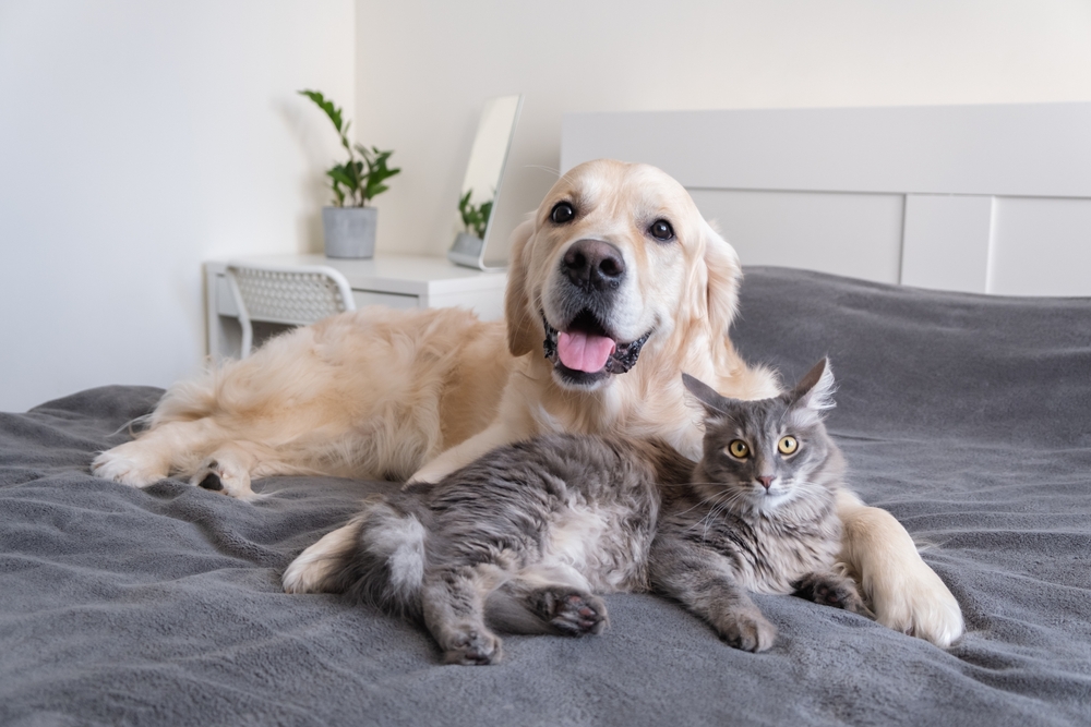 Happy puppy and gray kitten lying together showing bond between dog and cat